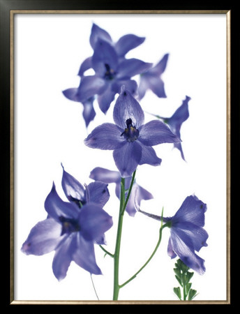 Delphinium by Caroline Purday Pricing Limited Edition Print image