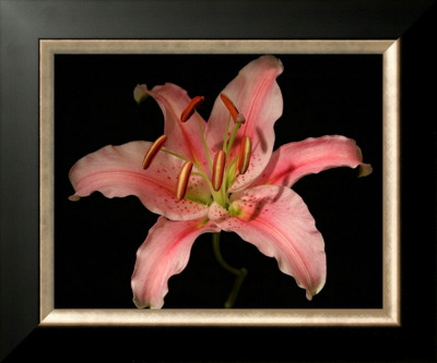 Dream Lilies Iii by Renee Stramel Pricing Limited Edition Print image