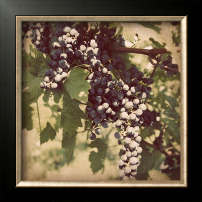 Vintage Grape Vines Iv by Jason Johnson Pricing Limited Edition Print image