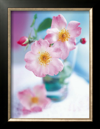 Dog Roses by Pernilla Bergdhal Pricing Limited Edition Print image
