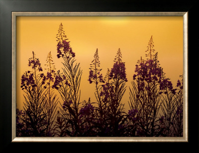 Misty Summer Evening by Peter Lilja Pricing Limited Edition Print image