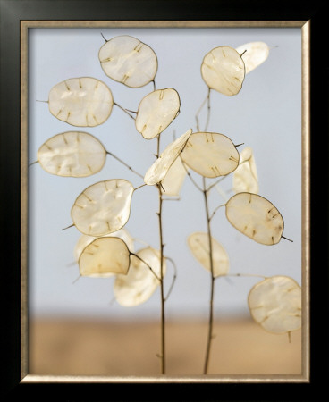 Gorgeous Lunaria Ii by Sara Deluca Pricing Limited Edition Print image
