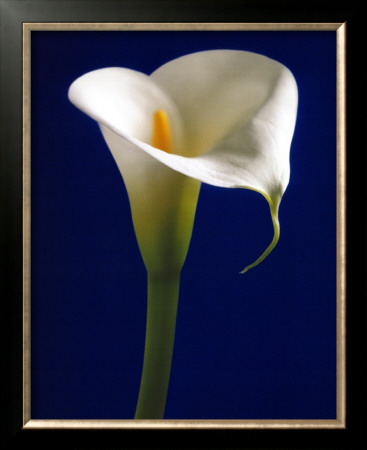 Calla On Blue I by Alex Sedgwick Pricing Limited Edition Print image