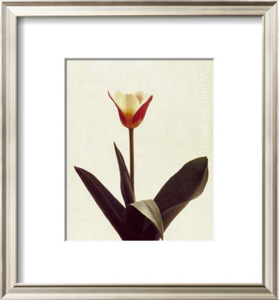 Tulip V by Helen Buttfield Pricing Limited Edition Print image