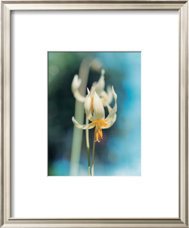 Flower I by Howard Sooley Pricing Limited Edition Print image
