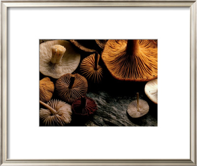 Funghi by Clive Streeter Pricing Limited Edition Print image