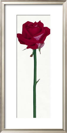 Little Pink Rose by Stephanie Andrew Pricing Limited Edition Print image