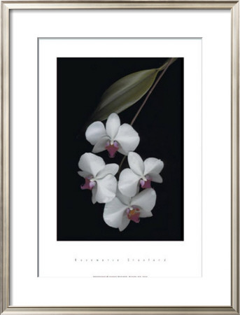 Velvet Ladies by Rosemarie Stanford Pricing Limited Edition Print image