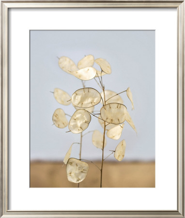 Gorgeous Lunaria Iv by Sara Deluca Pricing Limited Edition Print image