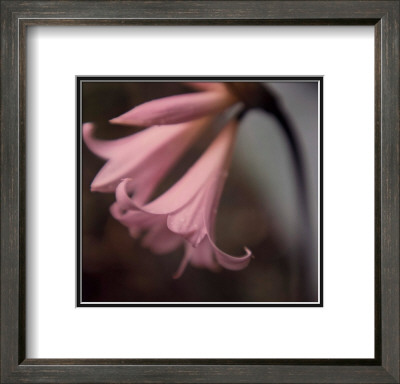 Pink Flower by Charles Gullung Pricing Limited Edition Print image
