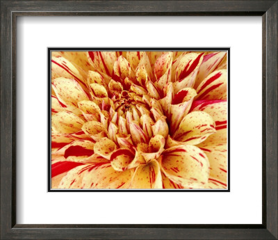Graphic Dahlia Iii by Rachel Perry Pricing Limited Edition Print image