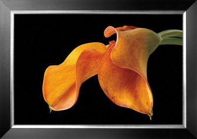 Double Orange Calla by Amalia Veralli Pricing Limited Edition Print image