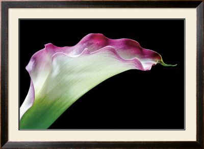 Calla Lily by Amalia Veralli Pricing Limited Edition Print image