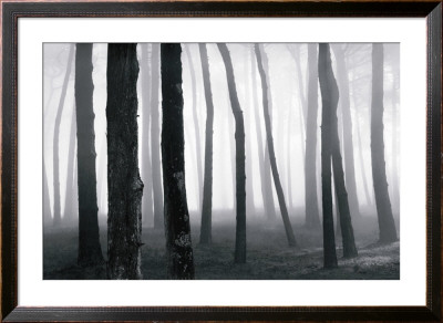 Trees In Fog, San Francisco Presidio by Chris Honeysett Pricing Limited Edition Print image