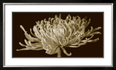 Mammoth Mums Ii by Renee Stramel Pricing Limited Edition Print image
