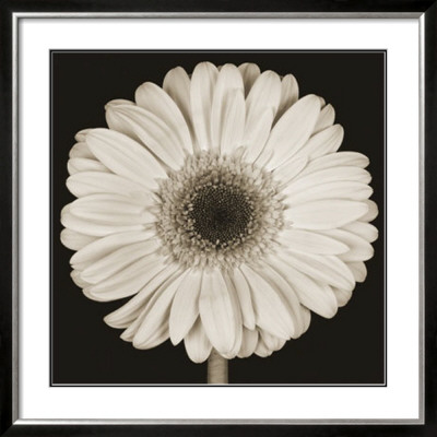 Daisy by Prades Fabregat Pricing Limited Edition Print image