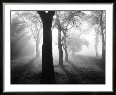 Baume Im Nebel I by Tom Weber Pricing Limited Edition Print image