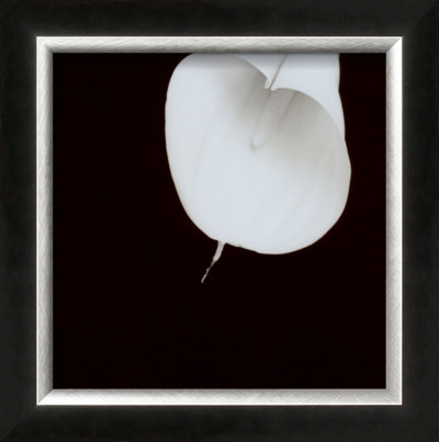 Calla Lily by Angelos Zimaras Pricing Limited Edition Print image