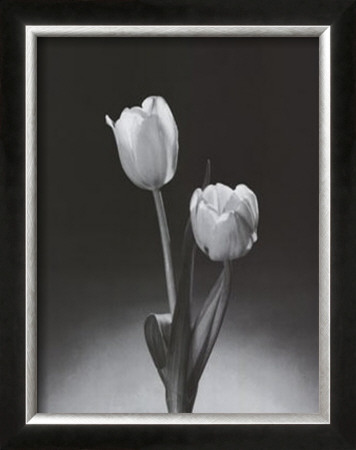 Tulips by Dick & Diane Stefanich Pricing Limited Edition Print image