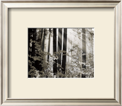 Misty Forest by Dennis Frates Pricing Limited Edition Print image