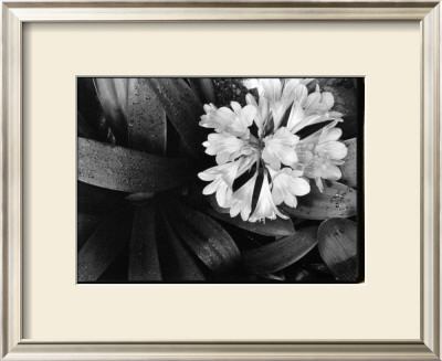 Floral Elegance Iv by Laura Denardo Pricing Limited Edition Print image