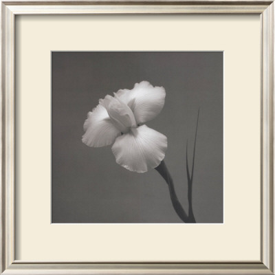 Iris Ii by Tom Artin Pricing Limited Edition Print image