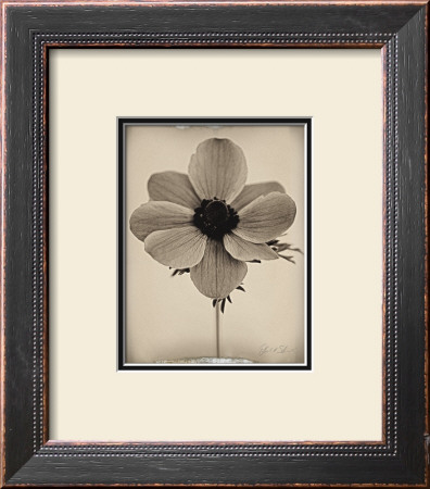 Sepia Anemone by Deborah Schenck Pricing Limited Edition Print image