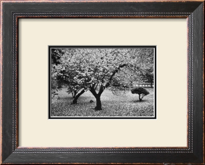 Spring In Central Park, New York City by Bill Perlmutter Pricing Limited Edition Print image