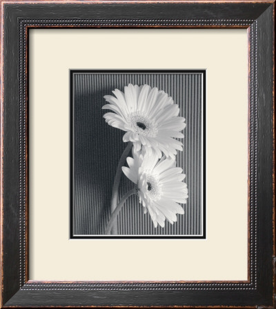 Fresh Cut Gerbera Daisy I by Deborah Van Swearingen Pricing Limited Edition Print image