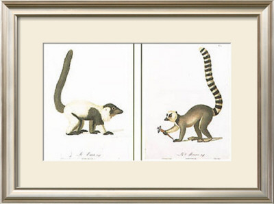 Lemurs by Jean-Baptiste Audebert Pricing Limited Edition Print image