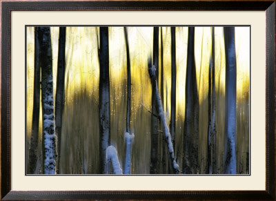The Forest At Dawn by Marvin Pelkey Pricing Limited Edition Print image