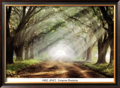 Evergreen Plantation by Mike Jones Pricing Limited Edition Print image