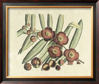 Botanical I by Van Rheet Pricing Limited Edition Print image