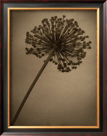 Allium I by Heather Jacks Pricing Limited Edition Print image
