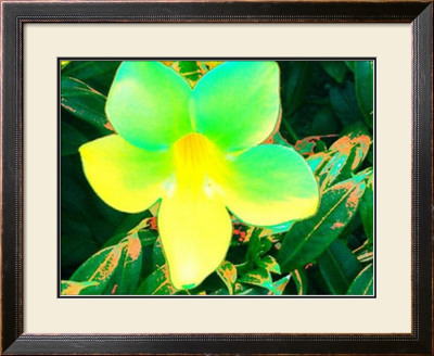 Midday Bloom by Lucas Goldfinger Pricing Limited Edition Print image