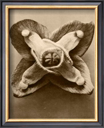 Sepia Botany Study V by Karl Blossfeldt Pricing Limited Edition Print image