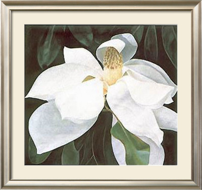 Magnolia Study by Ginny Chenet Pricing Limited Edition Print image