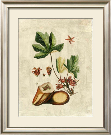 Buchoz Exotics Iii by Pierre-Joseph Redoute Pricing Limited Edition Print image