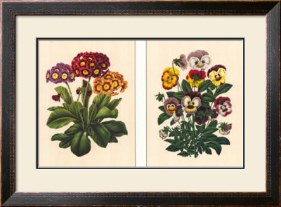 Pansy And Primrose by A. J. Wendel Pricing Limited Edition Print image
