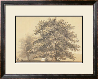 American Sycamore by Able Hotchkiss Pricing Limited Edition Print image
