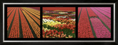 Tulipes De Hollande by Laurent Pinsard Pricing Limited Edition Print image