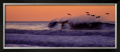 Pelicans At Dawn by Bonnie Muench Pricing Limited Edition Print image