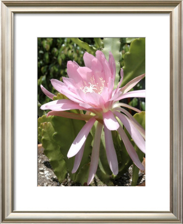 Pink Flower by Dave Palmer Pricing Limited Edition Print image