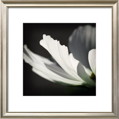 Reflective Petals by Elin Hedstrom Pricing Limited Edition Print image