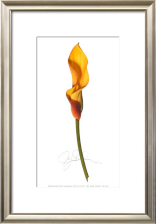 Yellow Calla by Jay Schadler Pricing Limited Edition Print image
