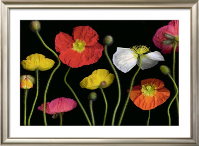 Poppy Garden Ii by Pip Bloomfield Pricing Limited Edition Print image