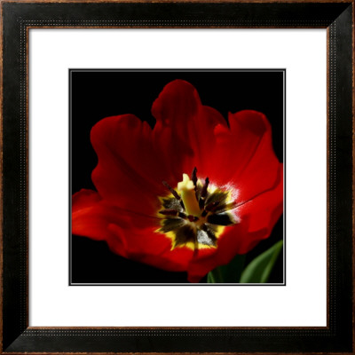 Shimmering Tulips Ii by Renee Stramel Pricing Limited Edition Print image