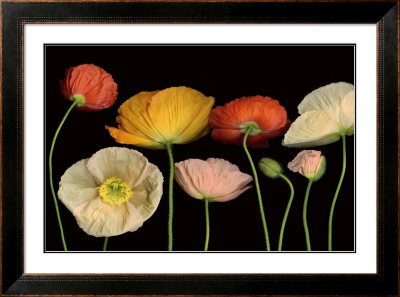 Poppy Garden I by Pip Bloomfield Pricing Limited Edition Print image