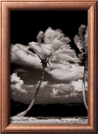 White Palms by Lambert Pricing Limited Edition Print image