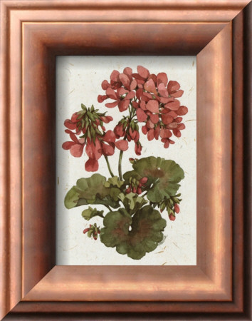 Fleur Du Jour, Geranium by Jerianne Van Dijk Pricing Limited Edition Print image